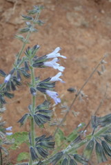 Salvia disermas