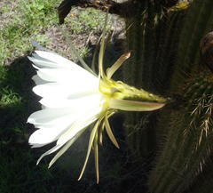 Trichocereus spachianus
