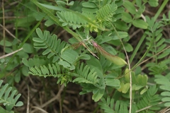 Astragalus lindheimeri