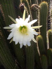 Trichocereus spachianus