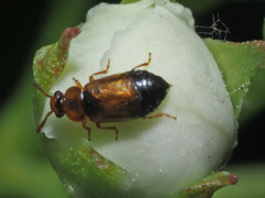 Eusphalerum semicoleoptratum