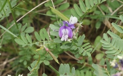 Astragalus lindheimeri