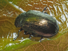 Phratora vitellinae