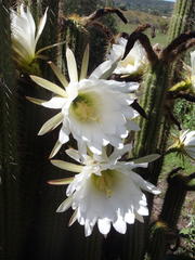 Trichocereus spachianus