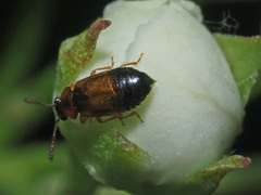 Eusphalerum semicoleoptratum