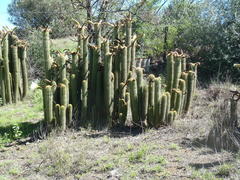 Trichocereus spachianus