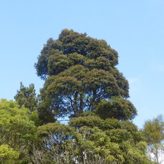 Pterophylla sylvicola