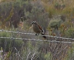Emberiza capensis capensis