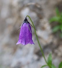 Campanula pulla