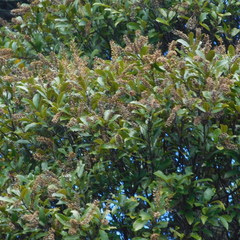 Pterophylla sylvicola