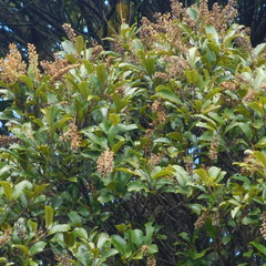 Pterophylla sylvicola