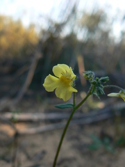 Nemesia affinis