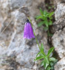 Campanula pulla