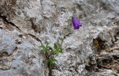 Campanula pulla