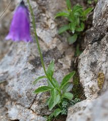 Campanula pulla