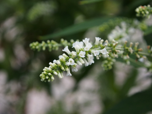 Buddleja asiatica