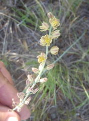 Eriospermum kiboense