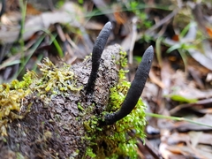 Xylaria castorea