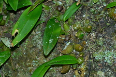 Bulbophyllum griffithii