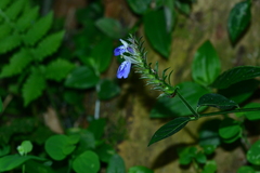 Rungia taiwanensis