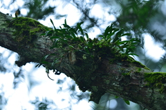 Pholidota cantonensis