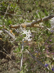 Ehretia rigida rigida