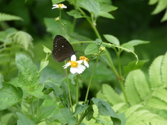 Euploea tulliolus