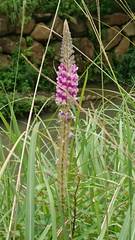 Uraria crinita