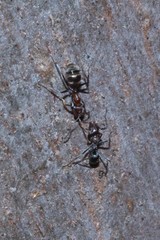 Iridomyrmex rufoniger