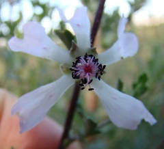 Anisodontea