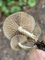 Simocybe serrulata