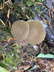 Simocybe serrulata