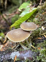Simocybe serrulata