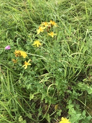 Hypericum maculatum obtusiusculum