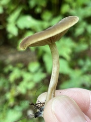 Simocybe serrulata