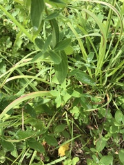Hypericum maculatum obtusiusculum