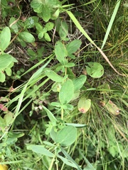 Hypericum maculatum obtusiusculum