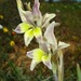 Gladiolus scullyi - Photo (c) juddkirkel, μερικά δικαιώματα διατηρούνται (CC BY-NC)
