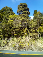 Pterophylla sylvicola