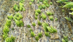 Chaetomorpha antennina