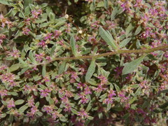 Aizoon portulacaceum