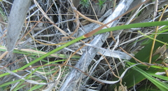 Tritoniopsis triticea