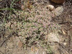 Aizoon portulacaceum