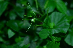 Cardamine circaeoides