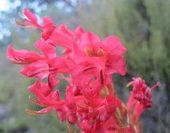 Tritoniopsis triticea