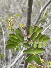 Erythrostemon pannosus