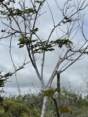 Erythrostemon pannosus