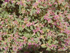 Aizoon portulacaceum