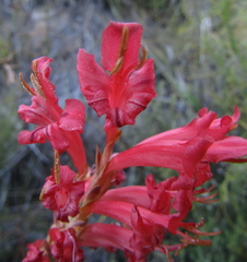 Tritoniopsis triticea