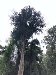 Planchonella eerwah